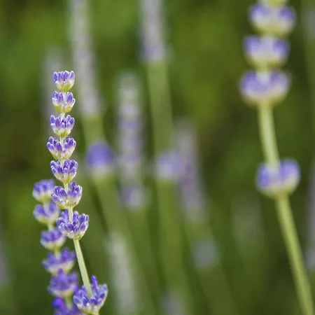 Countryside Getaway Close To The River And The Sea