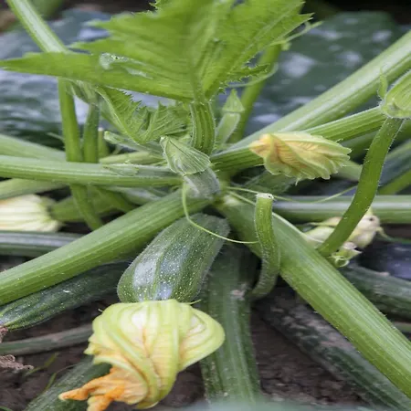 Countryside Getaway Close To The River And The Sea Apartman Gata