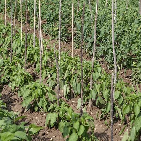 Apartman Countryside Getaway Close To The River And The Sea *